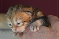 Mississippi-Liebeshof-black-golden-classic-tabby-8-Tage-alt.-www.sibirische-katzen-hamburg.de_