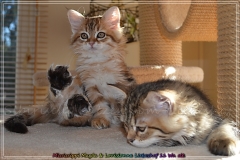 Mississippi-Magda-Liebeshof-black-golden-classic-tabby-11-Wochen-alt.-www.sibirische-katzen-hamburg.de-IV