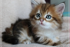 Fraeulein-Kost-black-golden-classic-torbie-65-Wochen-alt-www.sibirische-katzen-hamburg.de-I