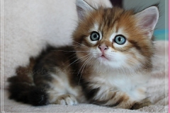Fraeulein-Kost-black-golden-classic-torbie-65-Wochen-alt-www.sibirische-katzen-hamburg.de_