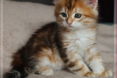 Fraeulein-Kost-black-golden-classic-torbie-8-Wochen-alt-www.sibirische-katzen-hamburg.de-I