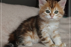 Fraeulein-Kost-black-golden-classic-torbie-8-Wochen-alt-www.sibirische-katzen-hamburg.de-II