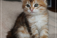 Fraeulein-Kost-black-golden-classic-torbie-8-Wochen-alt-www.sibirische-katzen-hamburg.de-III