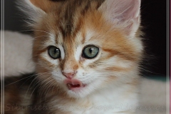 Fraeulein-Kost-black-golden-classic-torbie-8-Wochen-alt-www.sibirische-katzen-hamburg.de-IV