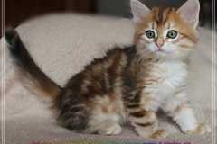 Fraeulein-Kost-black-golden-classic-torbie-8-Wochen-alt-www.sibirische-katzen-hamburg.de_