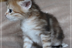 Fraeulein-Kost-black-shinning-classic-torbie-4-Wochen-alt-www.sibirische-katzen-hamburg.de-I