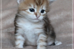 Fraeulein-Kost-black-shinning-classic-torbie-4-Wochen-alt-www.sibirische-katzen-hamburg.de_