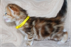 Fraeulein-Kost-black-shinning-classic-torbie-silver-3-Wochen-alt-Siberian-Female-in-shinning-classic-tabby-www.sibirische-katzen-hamburg.de-II