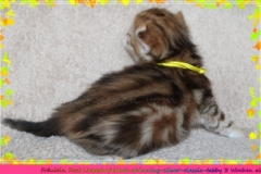 Fraeulein-Kost-black-shinning-classic-torbie-silver-3-Wochen-alt-Siberian-Female-in-shinning-classic-torbie-www.sibirische-katzen-hamburg.de-I