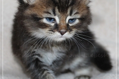 Frank-Zappa-Liebeshof-black-golden-ticked-tabby-5-Wochen-alt.-www.sibirische-katzen-hamburg.de-I