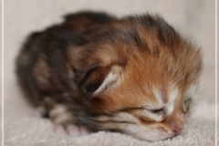 Fridjof-Nansen-Liebeshof-black-golden-classic-tabby-14-Tage-alt.-www.sibirische-katzen-hamburg.de-I