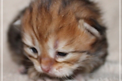 Fridjof-Nansen-Liebeshof-black-golden-classic-tabby-14-Tage-alt.-www.sibirische-katzen-hamburg.de-II