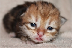 Fridjof-Nansen-Liebeshof-black-golden-classic-tabby-14-Tage-alt.-www.sibirische-katzen-hamburg.de_