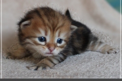 Fridjof-Nansen-Liebeshof-black-golden-classic-tabby-21-Tage-alt.-Sibirische-Katze-I