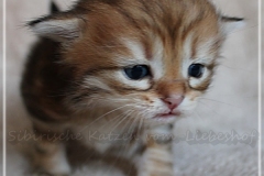 Fridjof-Nansen-Liebeshof-black-golden-classic-tabby-21-Tage-alt.-Sibirische-Katze-II