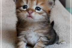 Fridjof-Nansen-Liebeshof-black-golden-classic-tabby-21-Tage-alt.-Sibirische-Katze
