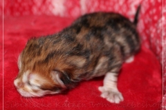 Fridjof-Nansen-Liebeshof-black-golden-classic-tabby-3-Tage-alt.-www.sibirische-katzen-hamburg.de-II