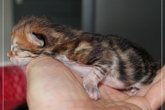 Fridjof-Nansen-Liebeshof-black-golden-classic-tabby-3-Tage-alt.-www.sibirische-katzen-hamburg.de_