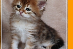 Fridjof-Nansen-Liebeshof-black-golden-classic-tabby-53-Wochen-alt.-Sibirischer-Kater-I