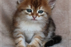 Fridjof-Nansen-Liebeshof-black-golden-classic-tabby-53-Wochen-alt.-Sibirischer-Kater-II