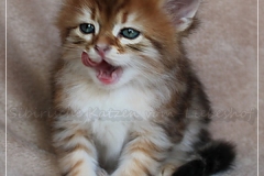 Fridjof-Nansen-Liebeshof-black-golden-classic-tabby-53-Wochen-alt.-Sibirischer-Kater-III