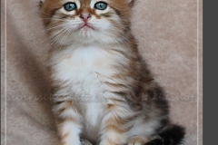 Fridjof-Nansen-Liebeshof-black-golden-classic-tabby-53-Wochen-alt.-Sibirischer-Kater-IV