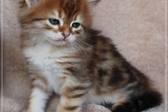 Fridjof-Nansen-Liebeshof-black-golden-classic-tabby-53-Wochen-alt.-Sibirischer-Kater