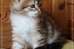 Fridjof-Nansen-Liebeshof-black-golden-classic-tabby-8-Wochen-alt.-Sibirischer-Kater-II