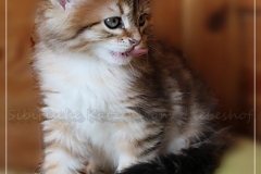 Fridjof-Nansen-Liebeshof-black-golden-classic-tabby-8-Wochen-alt.-Sibirischer-Kater-III