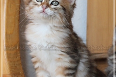 Fridjof-Nansen-Liebeshof-black-golden-classic-tabby-8-Wochen-alt.-Sibirischer-Kater