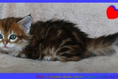 Fritz-Wendel-Liebeshof-black-golden-classic-tabby-65-Wochen-alt.-www.sibirische-katzen-hamburg.de-I