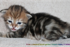 Fritz-Wendel-Liebeshof-black-golden-classic-tabby-3-Wochen-alt.-www.sibirische-katzen-hamburg.de_