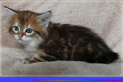 Fritz-Wendel-Liebeshof-black-golden-classic-tabby-65-Wochen-alt.-www.sibirische-katzen-hamburg.de-III