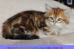 Fritz-Wendel-Liebeshof-black-golden-classic-tabby-8-Wochen-alt.-www.sibirische-katzen-hamburg.de_