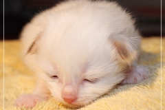 Aijsha-Liebeshof-cinnamo-golden-tabby-point-14-Tage-alt-Neva-Masquarade-Kitten-3-Days-old-www.sibirische-katzen-hamburg.de-II
