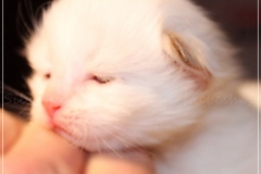 Aijsha-Liebeshof-cinnamo-golden-tabby-point-14-Tage-alt-Neva-Masquarade-Kitten-3-Days-old-www.sibirische-katzen-hamburg.de-Portrait