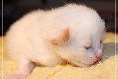 Aijsha-Liebeshof-cinnamo-golden-tabby-point-14-Tage-alt-Neva-Masquarade-Kitten-3-Days-old-www.sibirische-katzen-hamburg.de_
