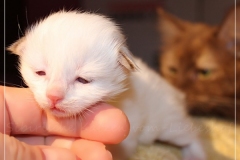 Aijsha-Liebeshof-cinnamo-golden-tabby-point-14-Tage-alt-Neva-Masquarade-Kitten-www.sibirische-katzen-hamburg.de-Best-tabby