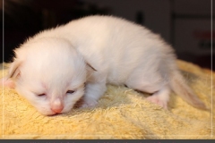 Aijsha-Liebeshof-cinnamo-golden-tabby-point-14-Tage-alt-Neva-Masquarade-cinnamon-Kitten-www.sibirische-katzen-hamburg.de_