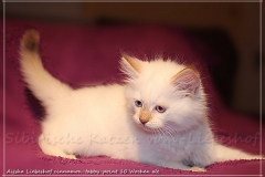 Aijsha-Liebeshof-cinnamon-golden-tabby-point-10-Wochen-alt-www.sibirische-katzen-hamburg.de-I