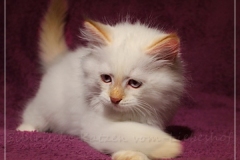 Aijsha-Liebeshof-cinnamon-golden-tabby-point-10-Wochen-alt-www.sibirische-katzen-hamburg.de-III