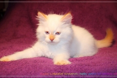 Aijsha-Liebeshof-cinnamon-golden-tabby-point-10-Wochen-alt-www.sibirische-katzen-hamburg.de-IV
