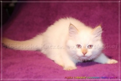 Aijsha-Liebeshof-cinnamon-golden-tabby-point-10-Wochen-alt-www.sibirische-katzen-hamburg.de_