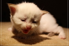 Aijsha-Liebeshof-cinnamon-golden-tabby-point-3-Wochen-alt-www.sibirische-katzen-hamburg.de-II