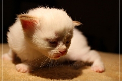Aijsha-Liebeshof-cinnamon-golden-tabby-point-3-Wochen-alt-www.sibirische-katzen-hamburg.de-III