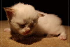 Aijsha-Liebeshof-cinnamon-golden-tabby-point-3-Wochen-alt-www.sibirische-katzen-hamburg.de_