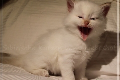 Aijsha-Liebeshof-cinnamon-golden-tabby-point-5-Wochen-alt-www.sibirische-katzen-hamburg.de-II