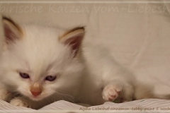 Aijsha-Liebeshof-cinnamon-golden-tabby-point-5-Wochen-alt-www.sibirische-katzen-hamburg.de-III