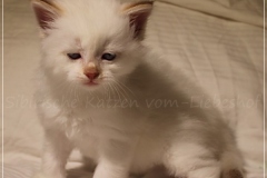 Aijsha-Liebeshof-cinnamon-golden-tabby-point-5-Wochen-alt-www.sibirische-katzen-hamburg.de_