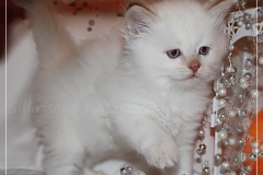 Aijsha-Liebeshof-cinnamon-golden-tabby-point-6-Wochen-alt-www.sibirische-katzen-hamburg.de-II